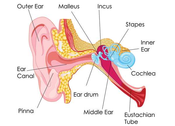 Parts of human ear